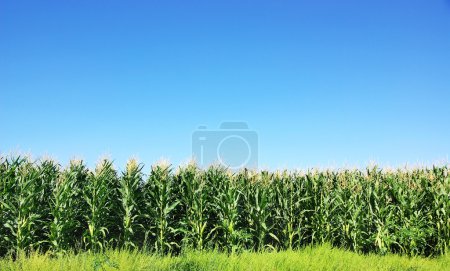 Green Corn field at Portugal