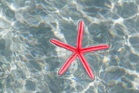 Red starfish floating in white sand beach