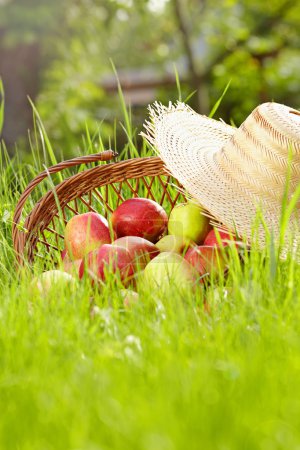 Red apples and garden basket in green grass