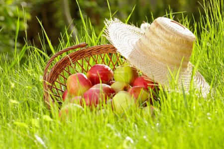 Red apples and garden basket in green grass
