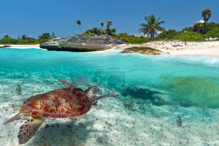 Caribbean Sea scenery with green turtle
