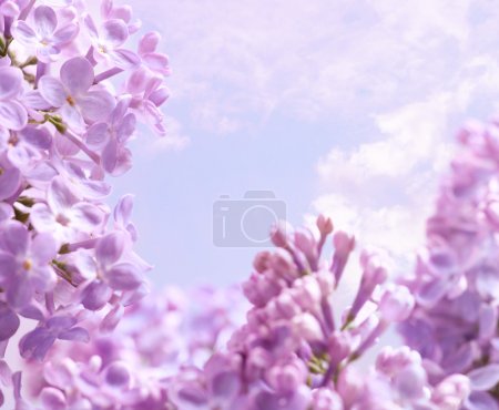 Art Spring lilac flower background