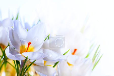 Art Beautiful Spring White crocus Flowers on white background