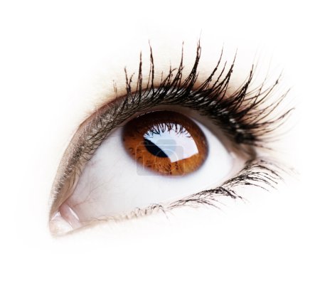 Beautiful Eye of Woman over white background