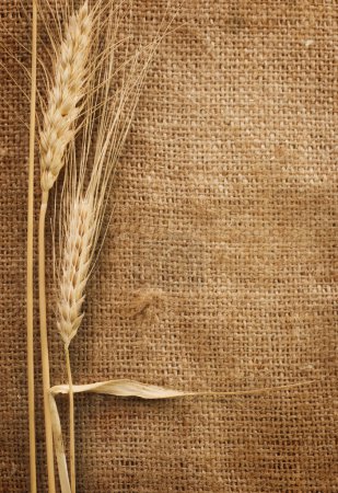 Wheat Ears over Burlap background