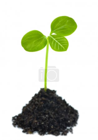 Growing Green Plant