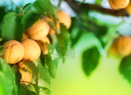 Growing Apricot