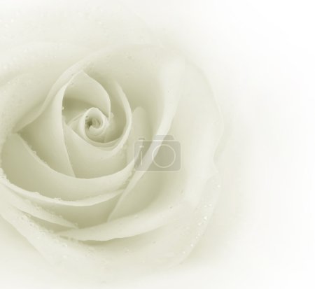 Beautiful Sepia Rose