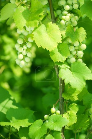 Bunch Of Green Grapes On Grapevine In Vineyard