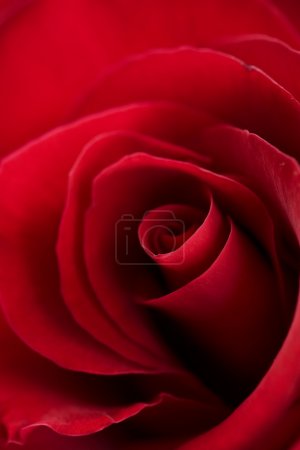 Red Rose close-up