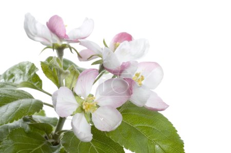 Apple Blossom Isolated