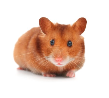 Cute Hamster Isolated On White