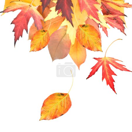 Autumnal Leaves Border