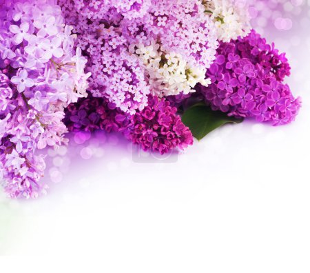 Spring Lilac Border. Isolated On White