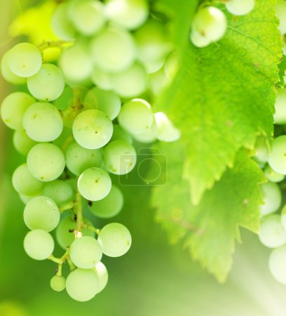 Bunch Of Green Grapes On Grapevine In Vineyard