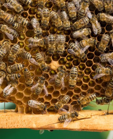 Working Bees On Honeycombs