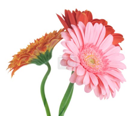 Gerbera Daisies Isolated On White