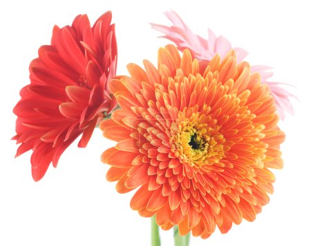 Gerbera Daisies Isolated On White