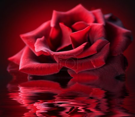 Perfect Rose with water reflection