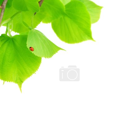 Little Ladybird On Fresh Leaves
