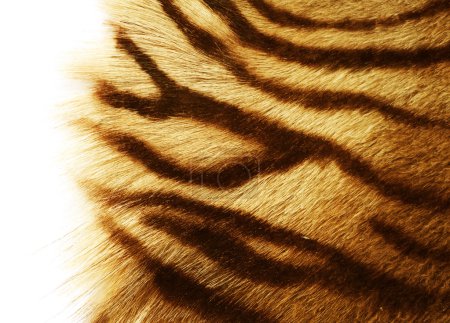 Tiger Skin Over White