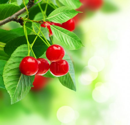 Beautiful Fresh Cherries On Branch