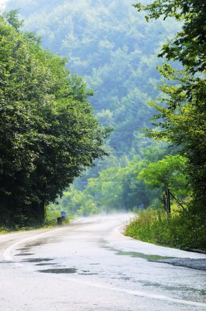 Country side road in green forest