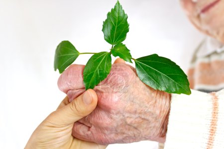 Senior and young hands holding green plant