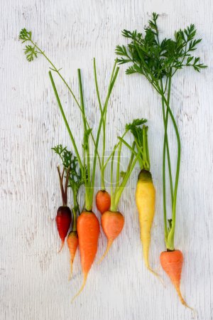 Organic colorful garden carrots