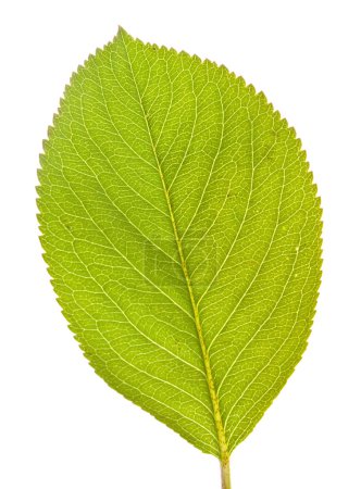 Chokeberry leaf