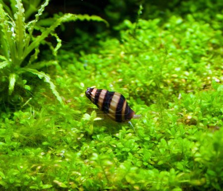 Helena snail in aquarium
