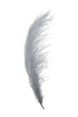 Grey feather
