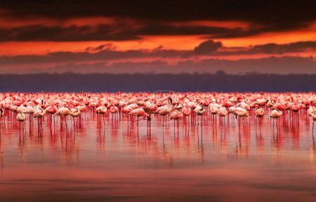 pink flamingos in the lake over beautiful sunset, flock of exotic birds at natural habitat, Africa landscape, Kenya nature, Lake Nakuru national park reserve