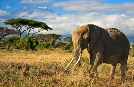 Lone elephant in front of Mt. Kilimanjaro