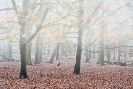 Golden Autumn Fall leaves glow in foggy forest landscape