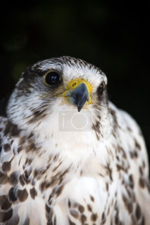 Portrait of a common kestrel isolated