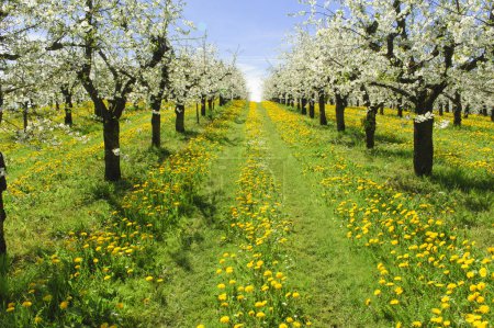 Many blooming apple trees in row on field with spring flowers