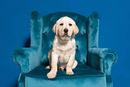 cute golden retriever puppy in velour armchair on blue background