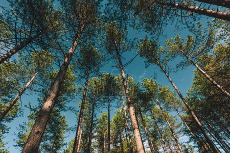 Pine tree forest at Zlatibor region in Serbia