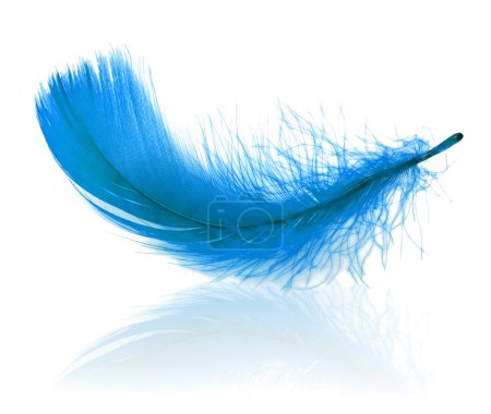 Blue feather isolated