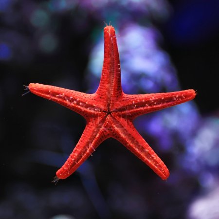 Red star fish