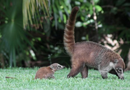 Baby Coati Following Mom