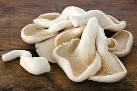 Oyster Mushrooms on Old Timber