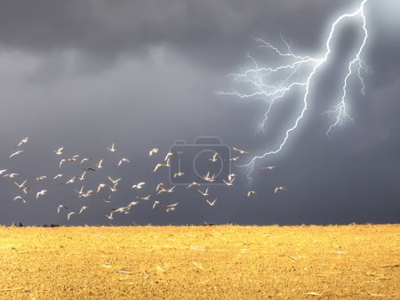 Lightning in the field