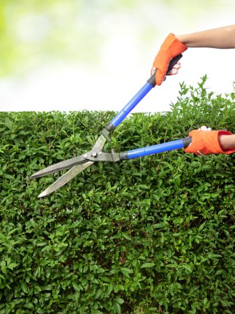 Hands with garden shears cutting a hedge in the garden