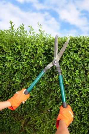 Hands with garden shears cutting a hedge in the garden