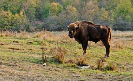 Romanian Buffalo