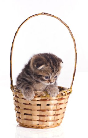 Little kitten in the basket