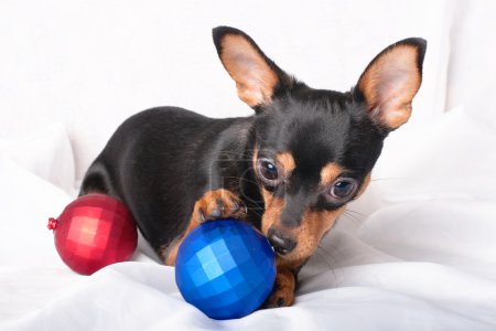 A russian toy terrier with Christmas balls