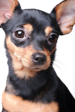 Russian toy terrier